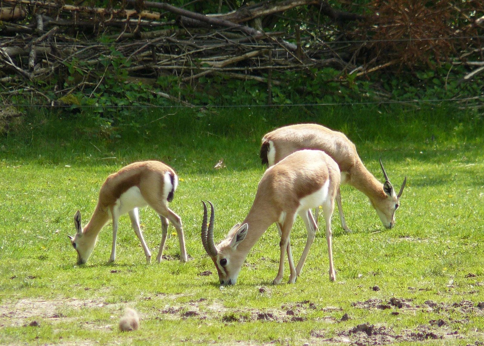 Souss Massa National Park Guided Tour